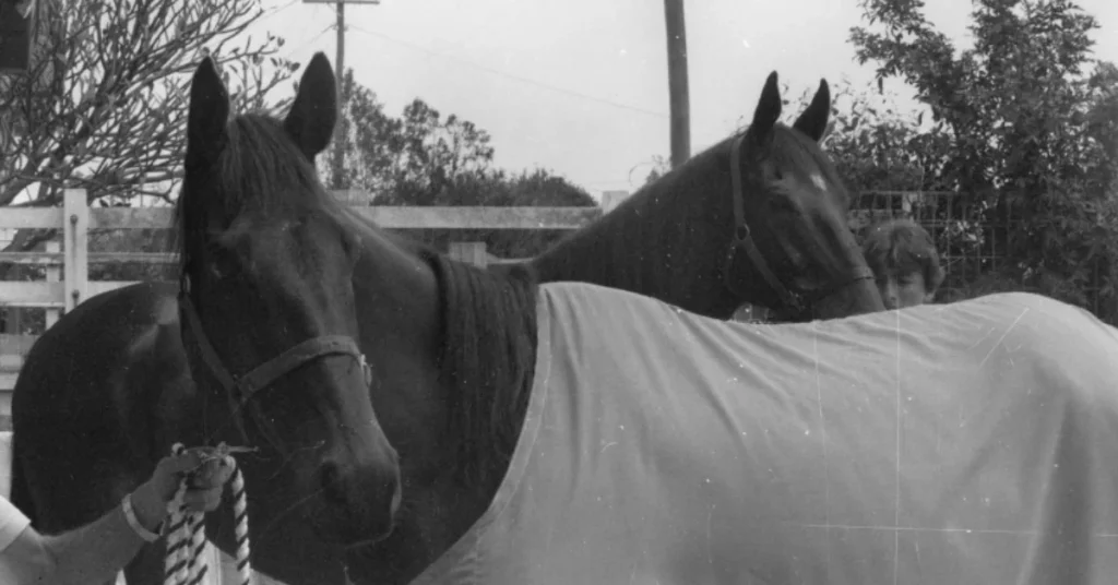 Fine Cotton and Bold Personality