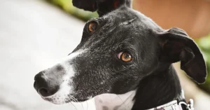 Greyhound Racing