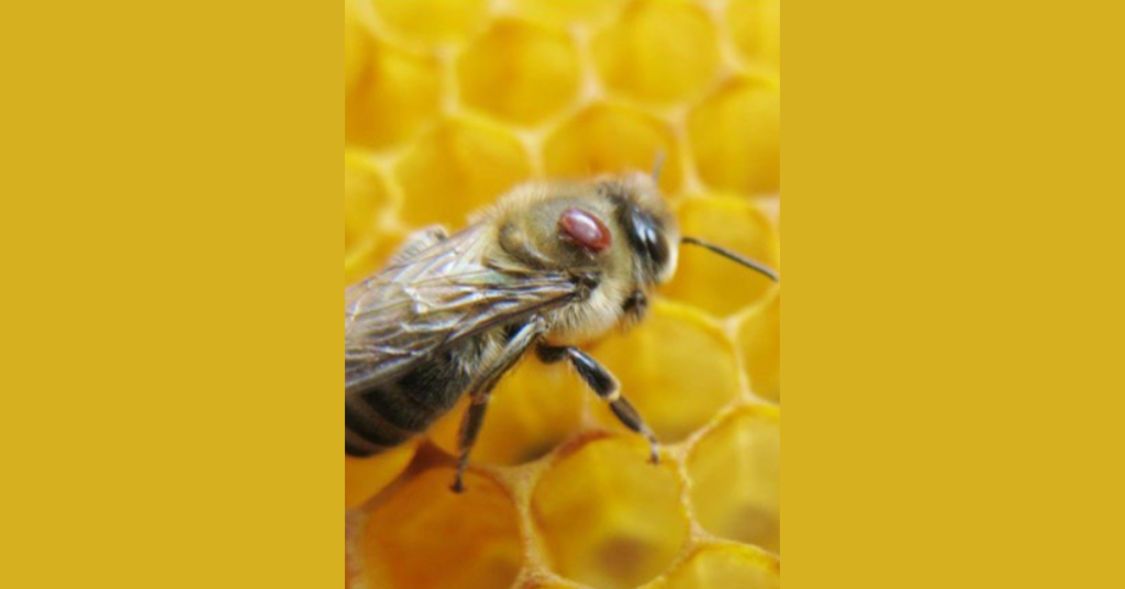 Mite 